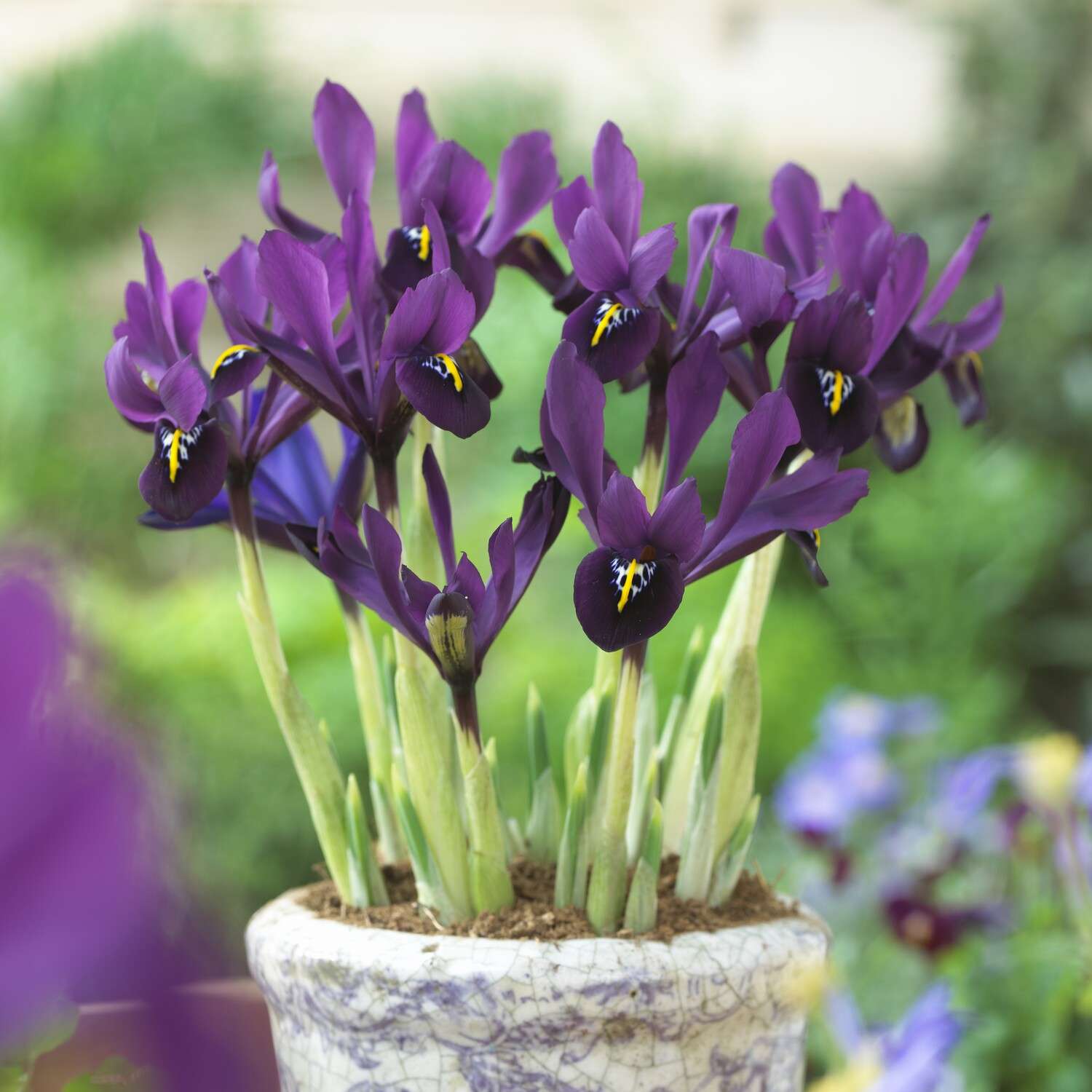 Iris (Schwertlilie) Reticulata 'George'